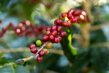coffee berries by agriculture. Coffee beans ripening on the tree in North of Thailand - 772742851
