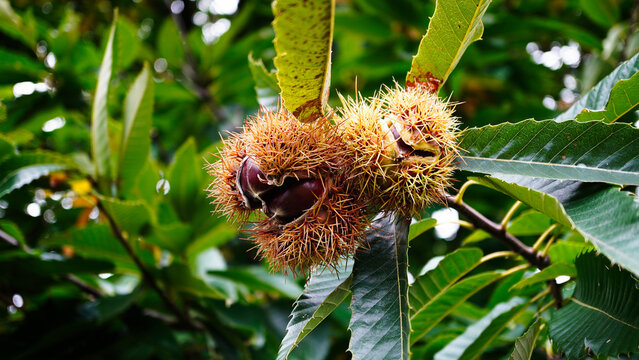 Chestnut puddles on the grass. blue mountains australia. chestnuts with peelings. NSW Australia .