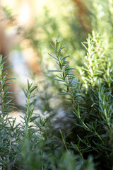 Fresh Rosemary Herb grow outdoor. Rosemary leaves Close-up. - 772743685