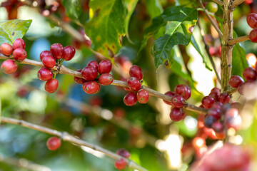 coffee berries by agriculture. Coffee beans ripening on the tree in North of Thailand - 772743687