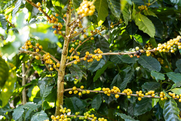 coffee berries by agriculture. Coffee beans ripening on the tree in North of Thailand - 772743693
