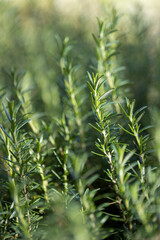 Fresh Rosemary Herb grow outdoor. Rosemary leaves Close-up. - 772743699