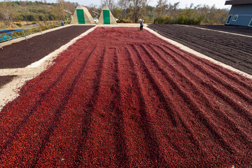 Coffee beans drying in the sun. Coffee plantations at coffee farm - 772743845