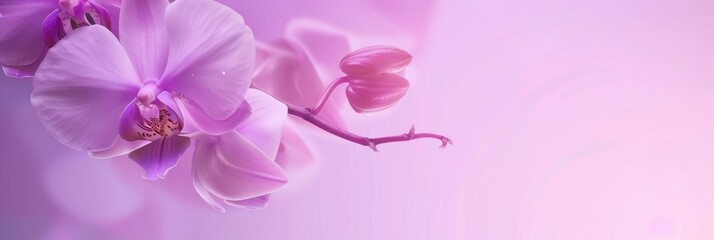 Orchid Background For Graphic Design Orchild, Background For Graphic Design