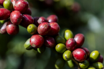 coffee berries by agriculture. Coffee beans ripening on the tree in North of Thailand - 772744432