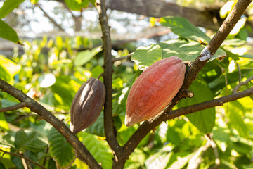 Cacao Tree (Theobroma cacao). Organic cocoa fruit pods in nature. - 772744846