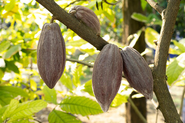 Cacao Tree (Theobroma cacao). Organic cocoa fruit pods in nature. - 772744858