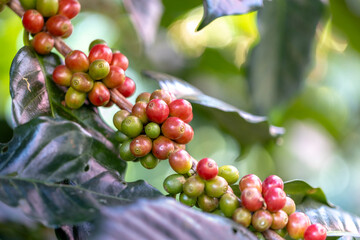 coffee berries by agriculture. Coffee beans ripening on the tree in North of Thailand - 772745055