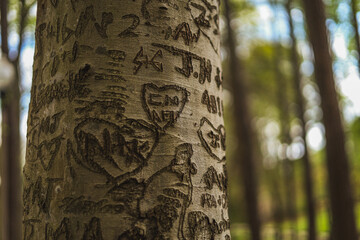Names carved in a tree
