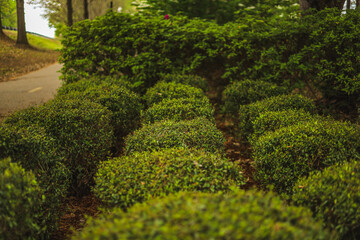 bushes in the park