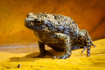 Kaloula baleata frog in their habitat