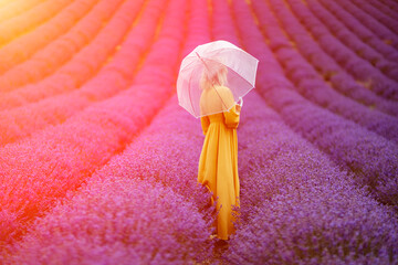 Woman lavender field. A middle-aged woman in a lavender field walks under an umbrella on a rainy day and enjoys aromatherapy. Aromatherapy concept, lavender oil, photo session in lavender