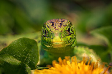 Green lizard on yellow dandelion. Lizard sunbathing on summer glade. Beautiful green and yellow exotic lizard with vibrant colors in natural environment.