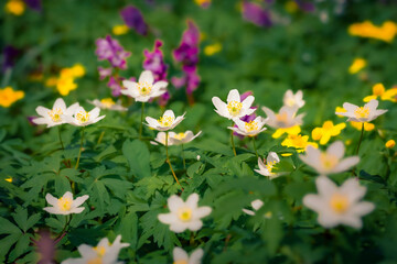 First green plants in the spring forest. Colorful morning scene of woodland glade in March with white Anemone flowers. Beautiful floral background.