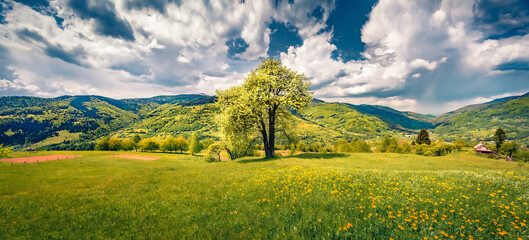 Blossoming of apple tree in green meadow in Transcarpathia, Ukraine, Europe. Panoramic spring view of Carpathian village Kvasy. Beauty of countryside concept background.