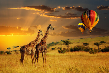 Giraffes standing on dry grass field with air ballon - 772747839
