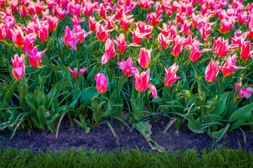 Wonderful red tulip flower blooming in Keukenhof park. Colorful spring scene of Holland Botanical garden, Lisse town, Netherlands, Europe. Beautiful floral background..