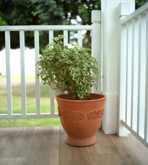 plants in pots on the balcony