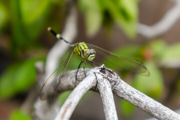 Close up view of a dragonfly perched on a tree branch
