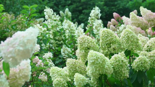 White hydrangea bushes in the park. The beauty of flowers. Landscaping in a botanical garden or in a park.