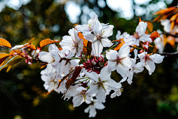 桜開花