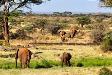An Elephant herd on the hunt for pastures and water at the Buffalo Springs Reserve in the Samburu...