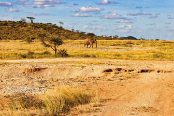 An Lone Elephant crosses the vast dry plains of the Buffalo Springs Reserve in the Samburu region...