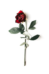 Withered red rose on white background.