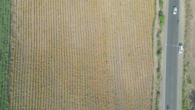 crops field satara to aundh highway  drone view