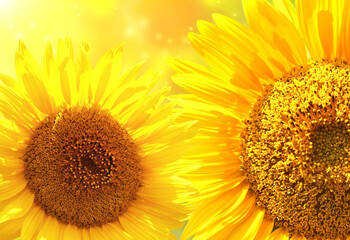Sunflowers on blurred sunny nature background. Horizontal agriculture summer banner with sunflowers...