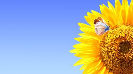 Butterfly on sunflower on sunny blue sky background. Horizontal agriculture summer banner with...