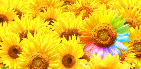 To be yourself, to be unique. Not like most. A field of yellow sunflowers and one colorful sunflower. Individuality, stand out from crowd, creative idea, be a different, independence concept