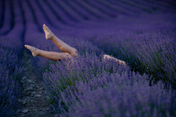 Lavender field woman's legs emerging from the bushes, holding a bouquet of fragrant lavender. Purple lavender bushes in bloom, aromatherapy.