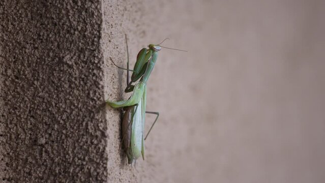 Close-up of Praying Mantis attached to a wall