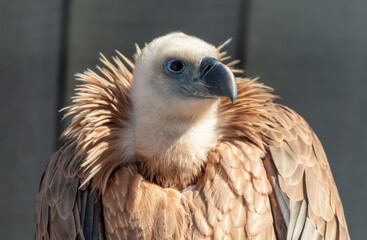Portrait of a vulture at the zoo