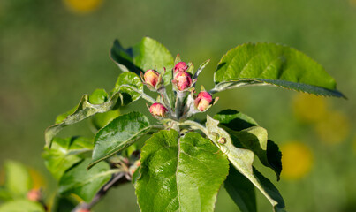 Flowers on an apple tree in spring. Close-up