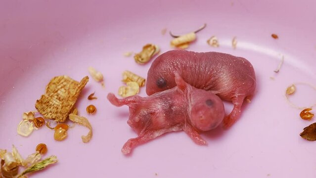 Tiny newborn hamsters in a pink house. reproduction of hamsters.