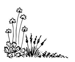 Flowers on a long stem, lavender, grass, lawn. Wild herbs, plants. Summer nature and vegetation. Simple vector ink sketch. Figure with a black outline.
