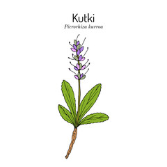 Kutki or kuru (picrorhiza kurroa), medicinal plant. Hand drawn botanical vector illustration