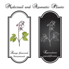 Large flowered barrenwort, or bishops hat (Epimedium grandiflorum), medicinal plant. Hand drawn botanical vector illustration