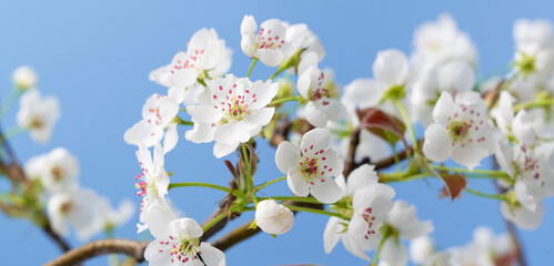 Spring flowers bloom. closeup of pear blossoming flowers