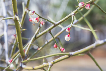 Plum blossom buds discovered in early spring. white plum blossom, Prunus mume