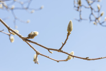 Magnolia buds discovered in early spring. warm spring sunshine -  mokryeon, kobushi magnolia,...