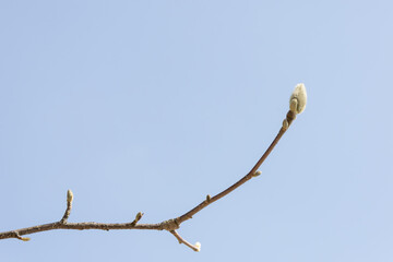 Magnolia buds discovered in early spring. warm spring sunshine -  mokryeon, kobushi magnolia,...