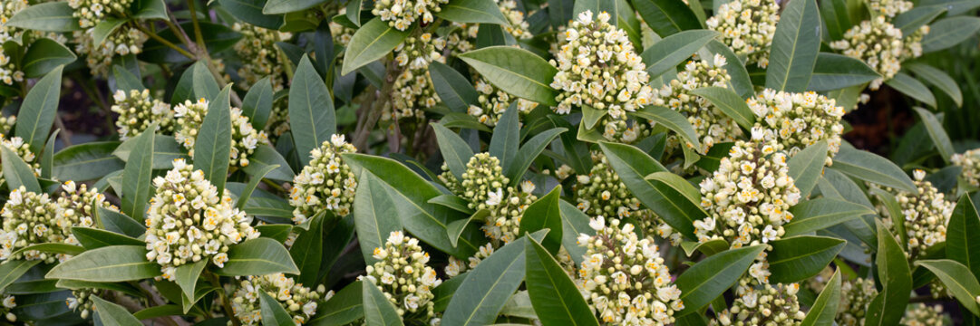 Panorama of flowers of Skimmia &times; confusa 'Kew Green' in a garden in Spring