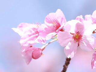 The cherry blossoms are starting to bloom