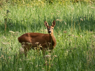 Roe deer doe (Capreolus capreolus) standing in meadow in long green grass in summer