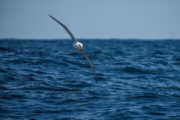 shy albatross and other sea birds feeding and flying over the ocean at the  south west cape in...