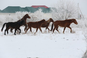 Horses stand in a corral in winter in the Almaty region in Kazakhstan.
