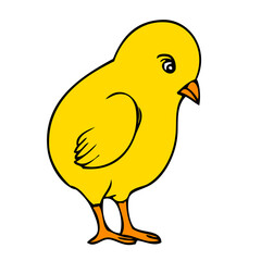 chick vector illustration